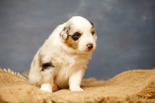 Little Cute Australian Shepherd Puppy — Stock Photo, Image