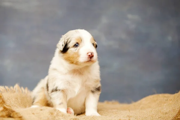 Pequeno Cachorro Pastor Australiano Bonito — Fotografia de Stock