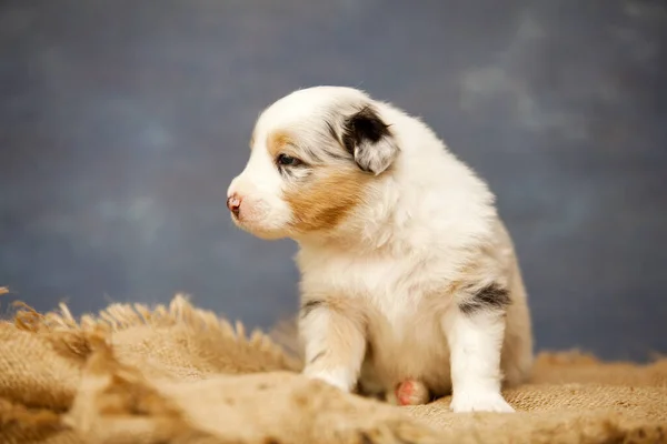 Little Cute Owczarek Australijski Szczeniak — Zdjęcie stockowe