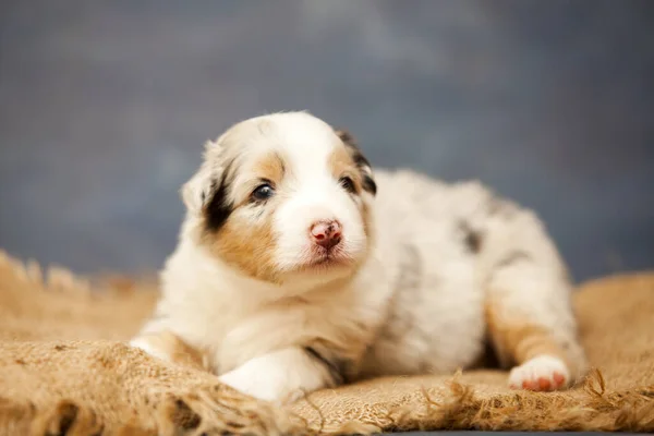 Pequeño Lindo Pastor Australiano Cachorro —  Fotos de Stock