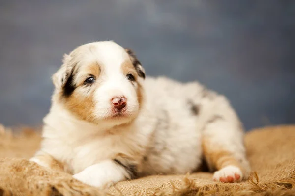 Little Cute Owczarek Australijski Szczeniak — Zdjęcie stockowe