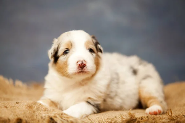 かわいいオーストラリアの羊飼いの子犬 — ストック写真