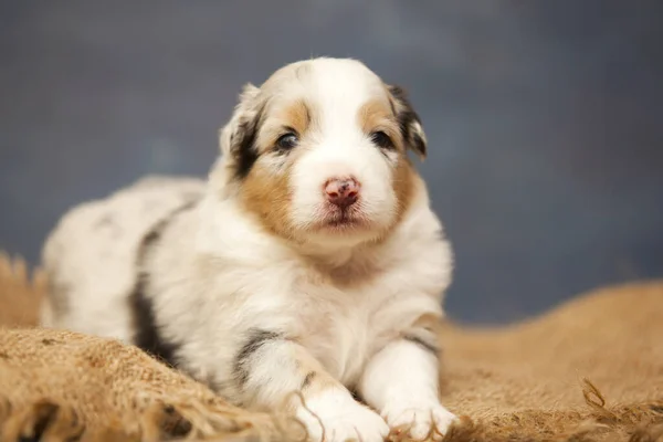 Little Cute Australian Shepherd Puppy — Stock Photo, Image