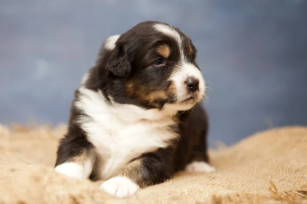 Little Cute Australian Shepherd Puppy — Stock Photo, Image