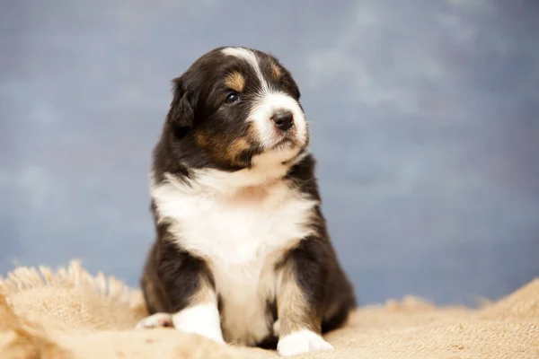 Kleine Süße Australian Shepherd Welpen — Stockfoto