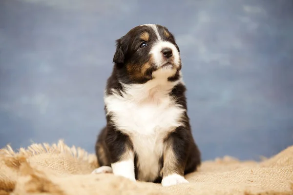 Pequeno Cachorro Pastor Australiano Bonito — Fotografia de Stock