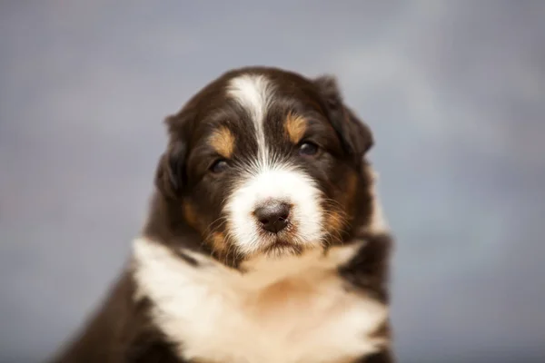 Pequeno Cachorro Pastor Australiano Bonito — Fotografia de Stock