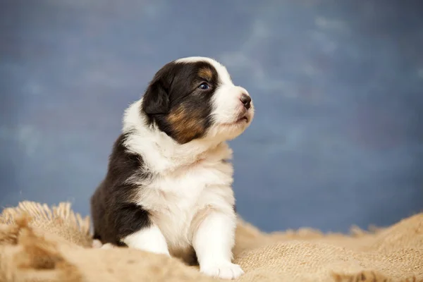 Pequeno Cachorro Pastor Australiano Bonito — Fotografia de Stock