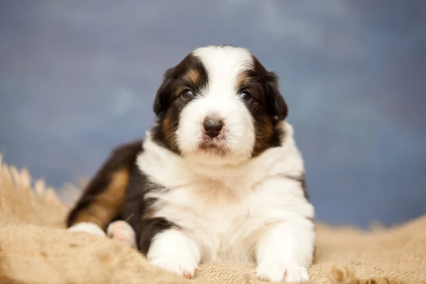 Küçük Şirin Avustralya Çoban Köpeği — Stok fotoğraf