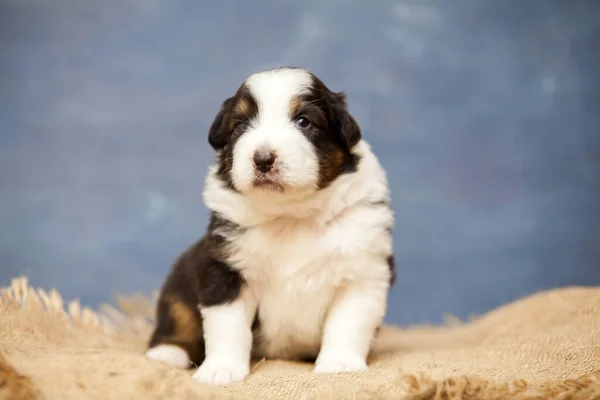 Küçük Şirin Avustralya Çoban Köpeği — Stok fotoğraf