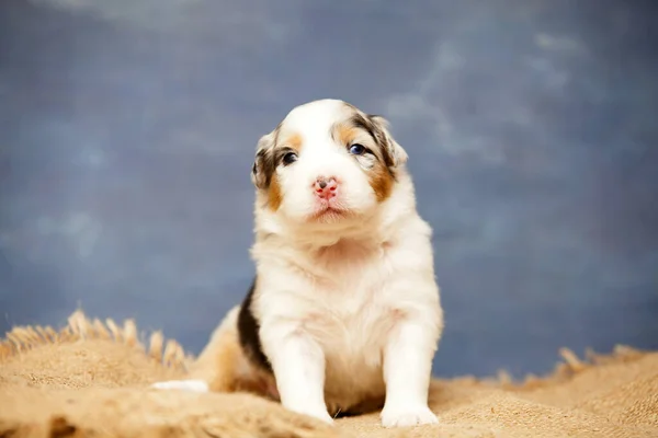 Kleine Schattige Australische Herder Puppy — Stockfoto