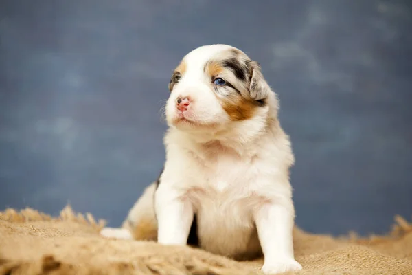 かわいいオーストラリアの羊飼いの子犬 — ストック写真