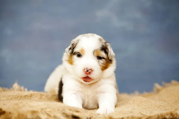 Pequeno Cachorro Pastor Australiano Bonito — Fotografia de Stock