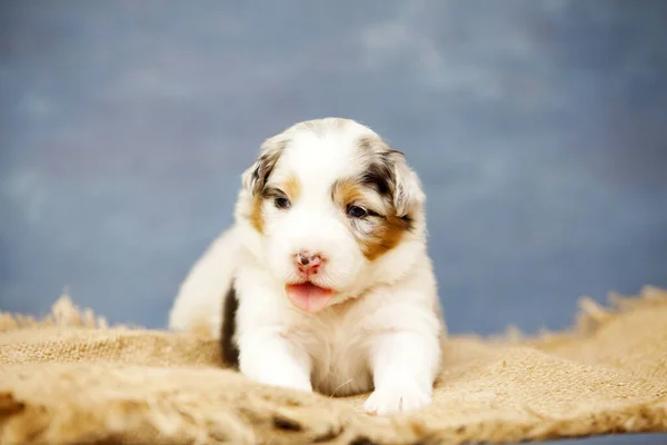 Little Cute Owczarek Australijski Szczeniak — Zdjęcie stockowe