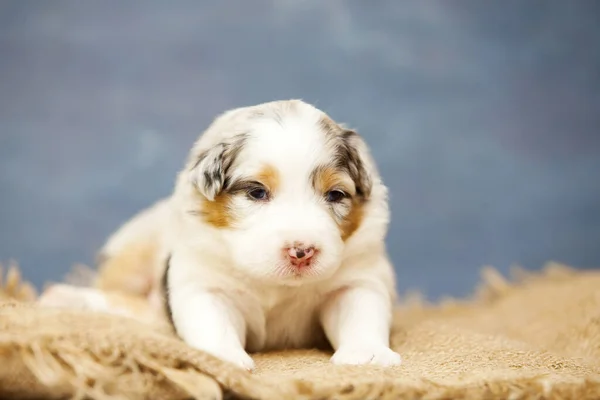 Pequeno Cachorro Pastor Australiano Bonito — Fotografia de Stock