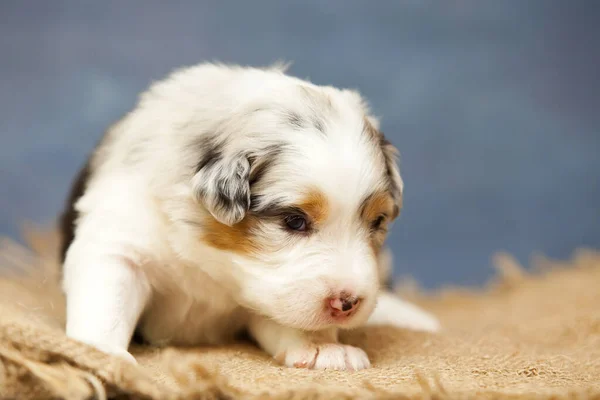 Little Cute Australian Shepherd Puppy — Stock Photo, Image