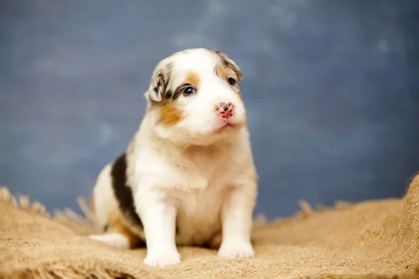 Little Cute Australian Shepherd Puppy — Stock Photo, Image