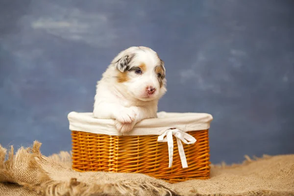 Pequeño Lindo Pastor Australiano Cachorro — Foto de Stock