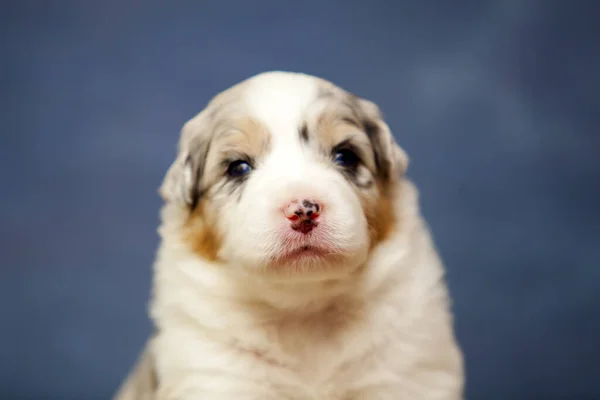 Kleine Schattige Australische Herder Puppy — Stockfoto