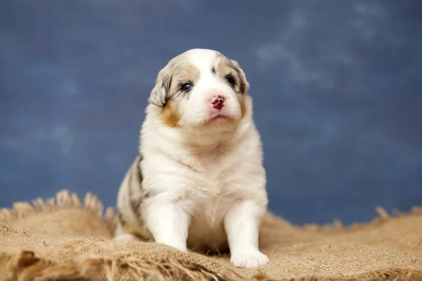 かわいいオーストラリアの羊飼いの子犬 — ストック写真