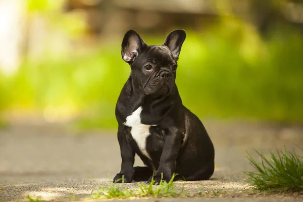 Aranyos Francia Bulldog Kiskutya Szabadban — Stock Fotó