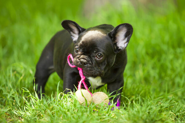 Cute French Bulldog puppy outdoor