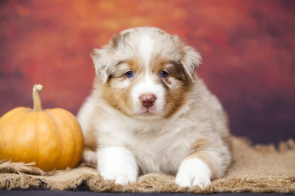 Pequeno Cachorro Pastor Australiano Bonito — Fotografia de Stock