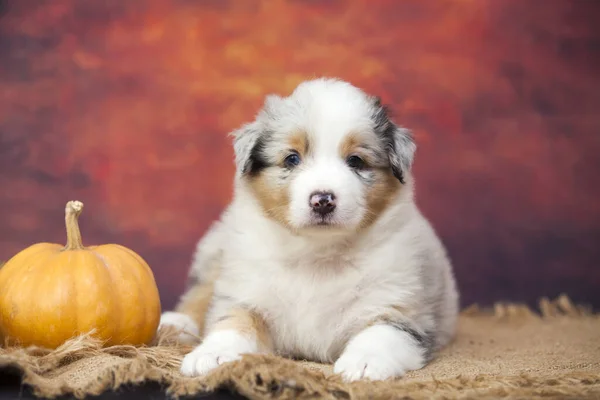 Kleine Schattige Australische Herder Puppy — Stockfoto