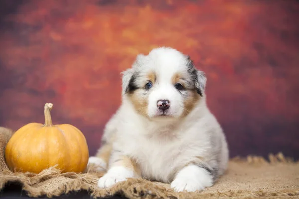 Pequeno Cachorro Pastor Australiano Bonito — Fotografia de Stock