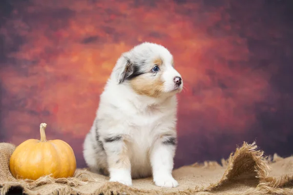 Piccolo Cucciolo Pastore Australiano Carino — Foto Stock