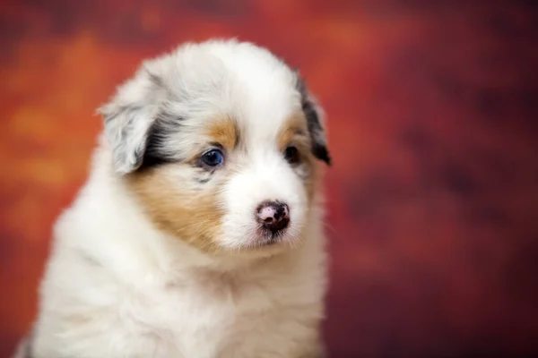 Little Cute Australian Shepherd Puppy — Stock Photo, Image