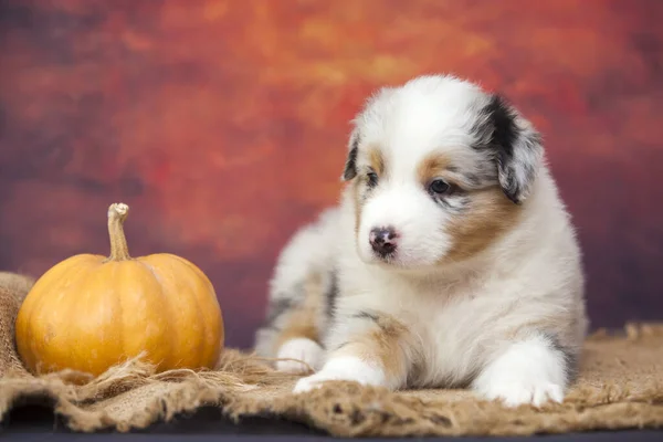 Pequeño Lindo Pastor Australiano Cachorro —  Fotos de Stock