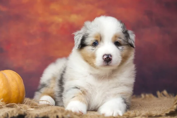 Piccolo Cucciolo Pastore Australiano Carino — Foto Stock