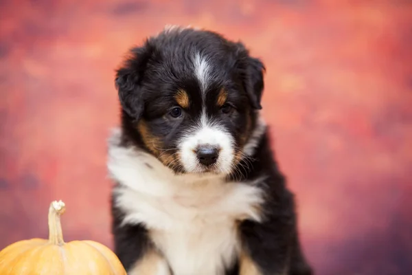 Pequeno Cachorro Pastor Australiano Bonito — Fotografia de Stock