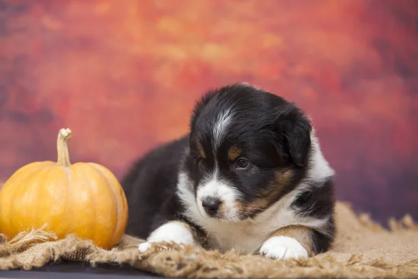 American Shepherd Puppy Pumpkin Studio — Stock Photo, Image