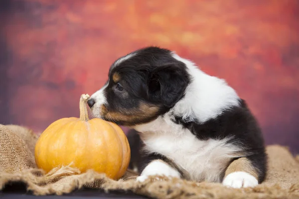 Cachorro Pastor Americano Con Calabaza Estudio —  Fotos de Stock