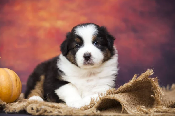 スタジオでカボチャとアメリカの羊飼いの子犬 — ストック写真