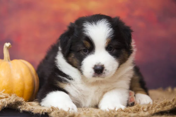 スタジオでカボチャとアメリカの羊飼いの子犬 — ストック写真