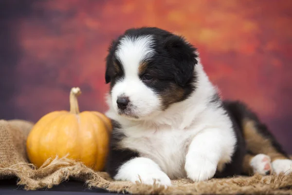 Cachorro Pastor Americano Con Calabaza Estudio —  Fotos de Stock