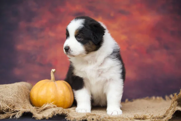 Chiot Berger Américain Avec Citrouille Studio — Photo