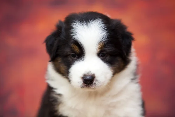 Pequeno Cachorro Pastor Australiano Bonito — Fotografia de Stock