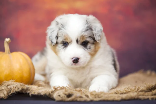 Pequeño Lindo Pastor Australiano Cachorro — Foto de Stock