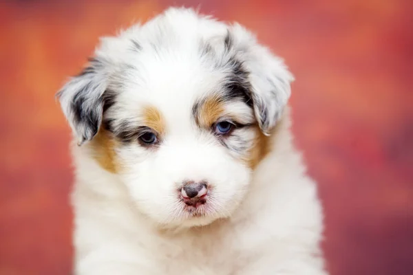 Pequeno Cachorro Pastor Australiano Bonito — Fotografia de Stock