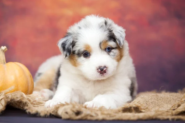 Pequeno Cachorro Pastor Australiano Bonito — Fotografia de Stock