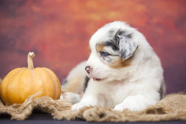 Pequeno Cachorro Pastor Australiano Bonito — Fotografia de Stock