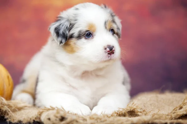 Pequeno Cachorro Pastor Australiano Bonito — Fotografia de Stock