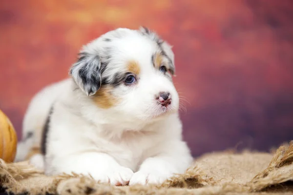 かわいいオーストラリアの羊飼いの子犬 — ストック写真