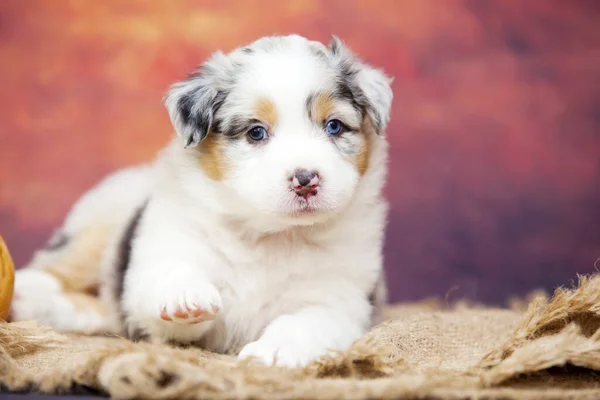 Little Cute Owczarek Australijski Szczeniak — Zdjęcie stockowe