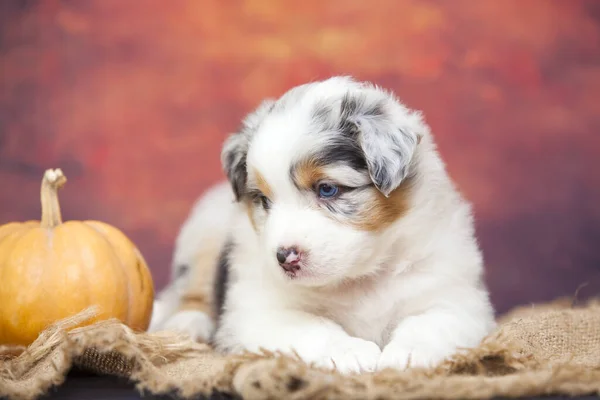 Pequeño Lindo Pastor Australiano Cachorro —  Fotos de Stock