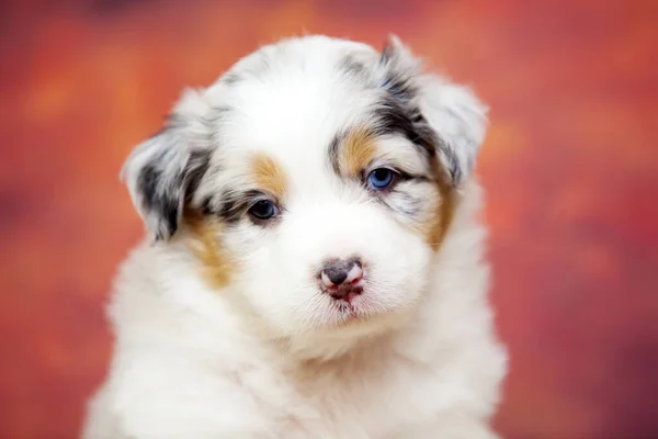 Pequeño Lindo Pastor Australiano Cachorro — Foto de Stock